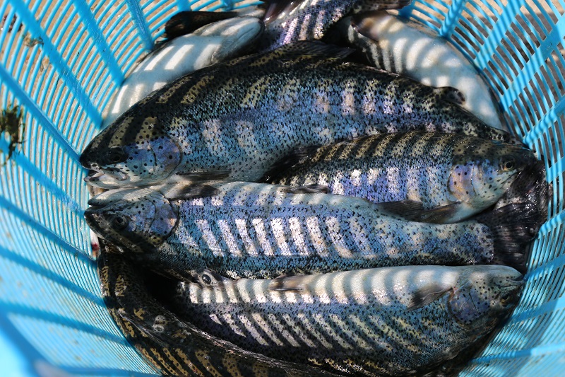 محصولات خوشه ماهیان سردابی